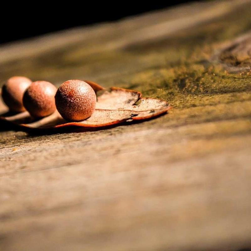 Sem himenaeos convallis proin montes class ridiculus mattis mollis